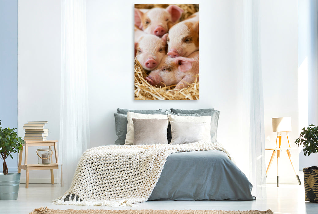 Premium Textil-Leinwand Kleine Glücksschweine