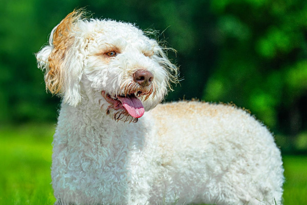 Premium Textil-Leinwand Ein Motiv aus dem Kalender Lagotto Romagnolo - die Trüffelsucher Italiens