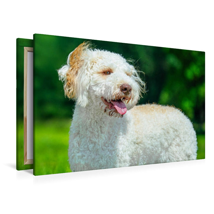Premium Textil-Leinwand Ein Motiv aus dem Kalender Lagotto Romagnolo - die Trüffelsucher Italiens