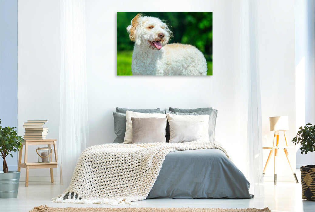 Premium Textil-Leinwand Ein Motiv aus dem Kalender Lagotto Romagnolo - die Trüffelsucher Italiens