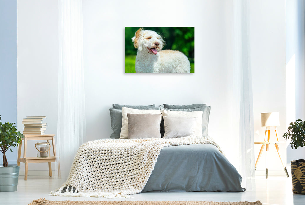 Premium Textil-Leinwand Ein Motiv aus dem Kalender Lagotto Romagnolo - die Trüffelsucher Italiens