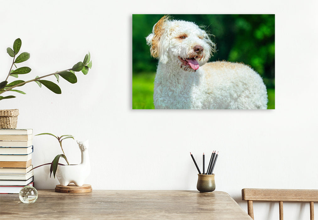 Premium Textil-Leinwand Ein Motiv aus dem Kalender Lagotto Romagnolo - die Trüffelsucher Italiens