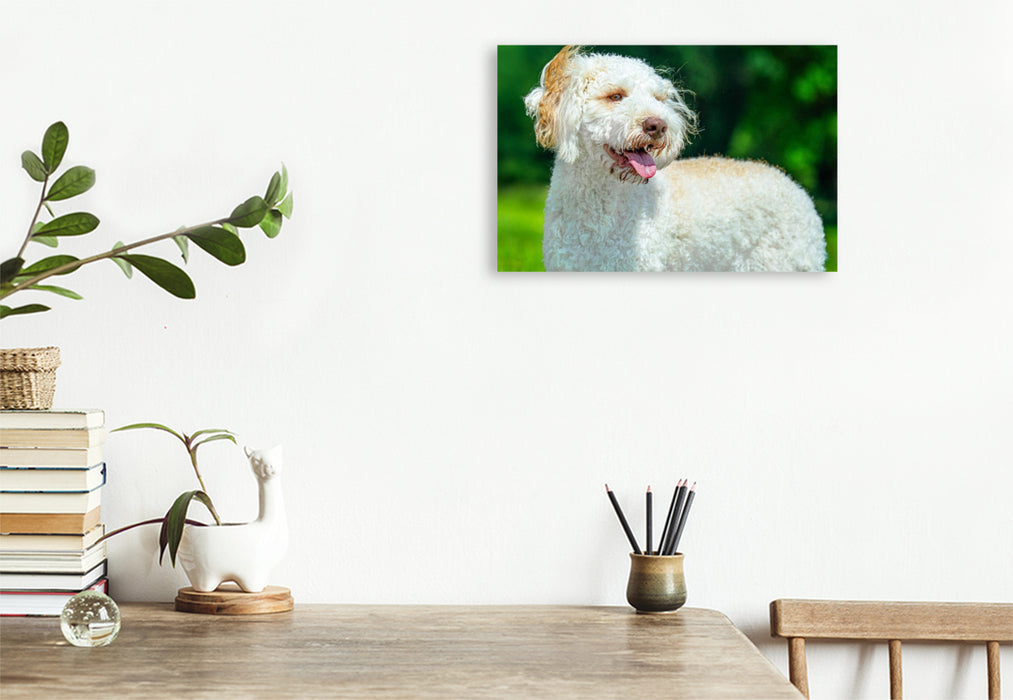 Premium Textil-Leinwand Ein Motiv aus dem Kalender Lagotto Romagnolo - die Trüffelsucher Italiens
