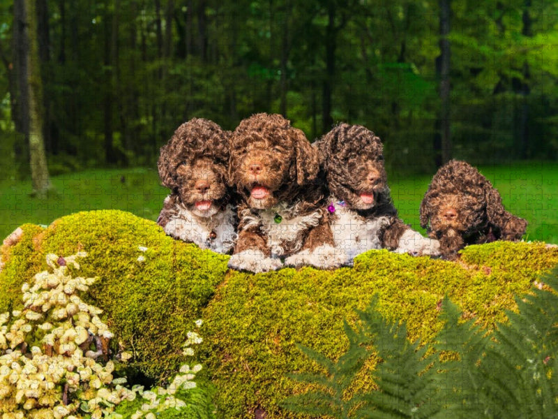 Der Herbst ist bald da - CALVENDO Foto-Puzzle'