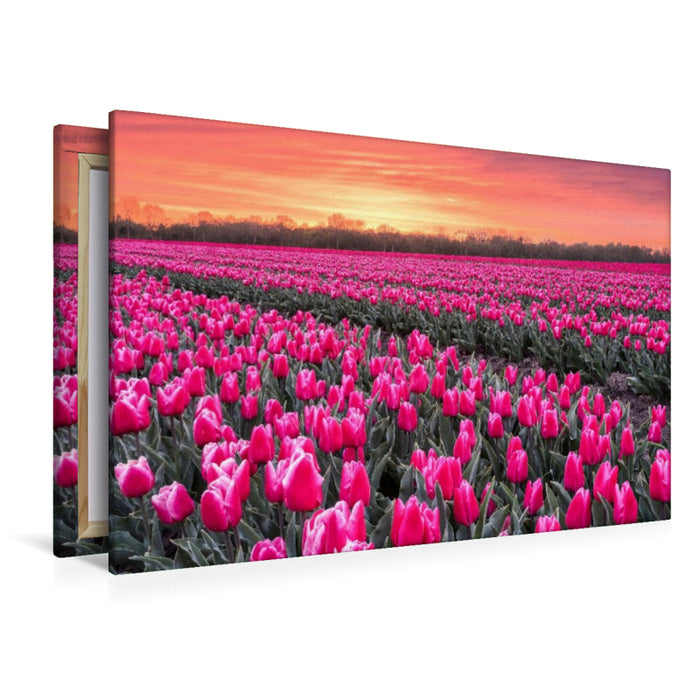 Premium Textil-Leinwand Tulpenmeer im Abendlicht