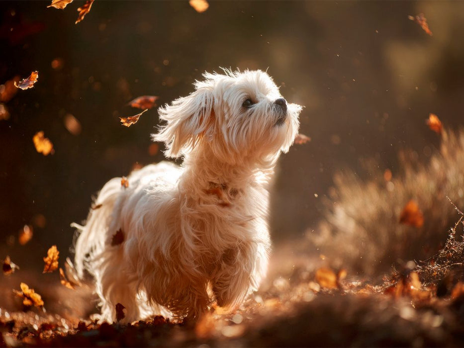 Malteser - Tanz der Herbstblätter - CALVENDO Foto-Puzzle'