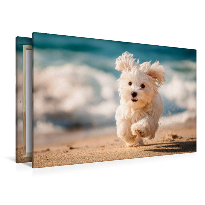 Premium Textil-Leinwand Malteser - Kleiner Wirbelwind am Strand