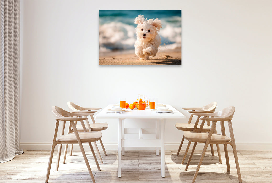 Premium Textil-Leinwand Malteser - Kleiner Wirbelwind am Strand