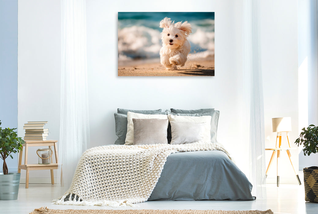 Premium Textil-Leinwand Malteser - Kleiner Wirbelwind am Strand