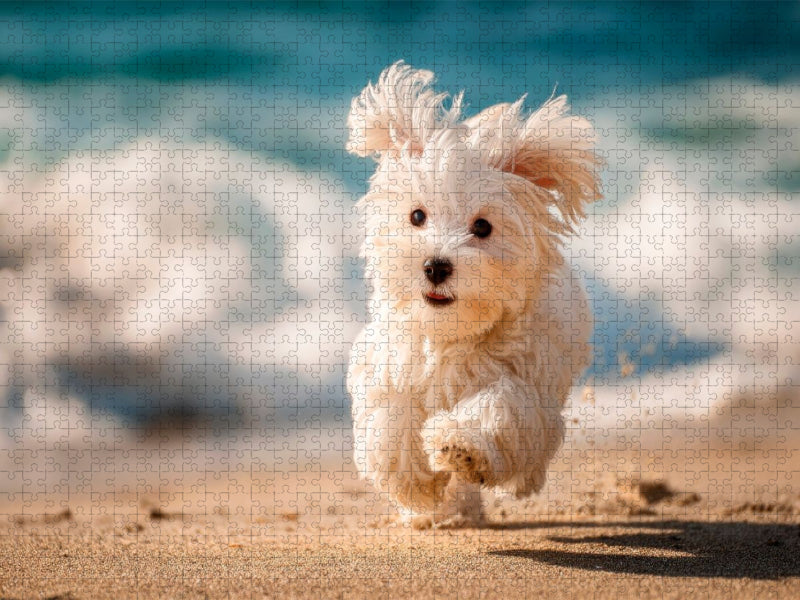 Malteser - Kleiner Wirbelwind am Strand - CALVENDO Foto-Puzzle'
