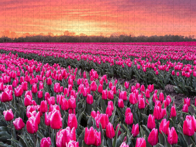 Tulpenmeer im Abendlicht - CALVENDO Foto-Puzzle'