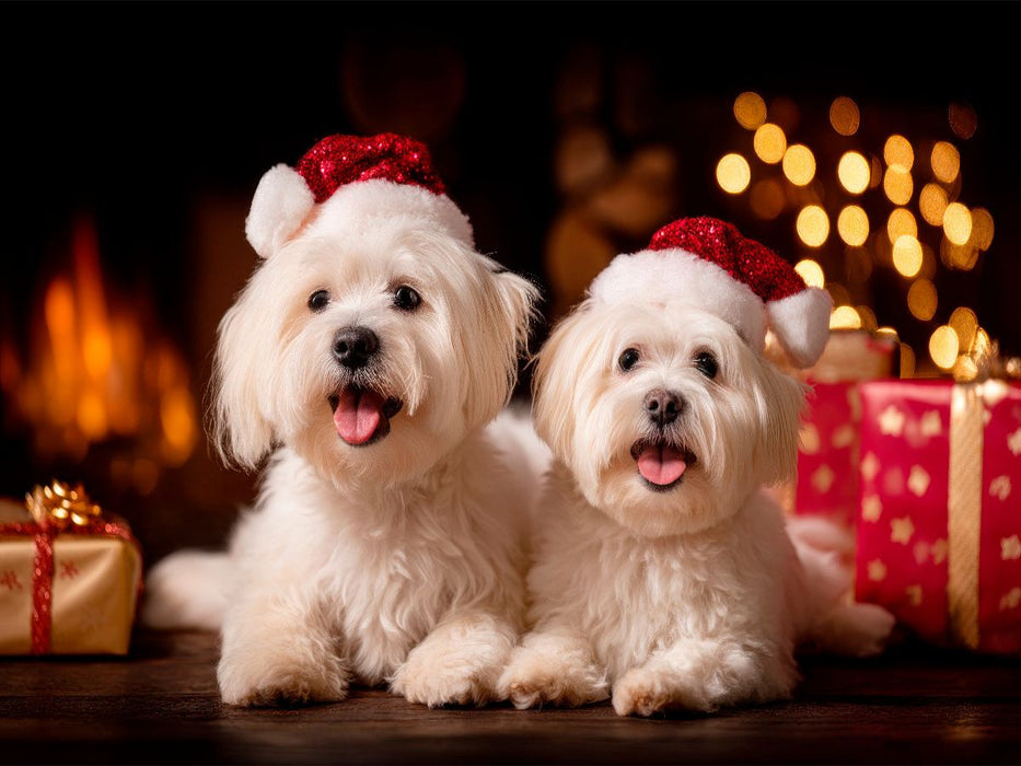 Malteser - Festliche Herzensmomente - CALVENDO Foto-Puzzle'