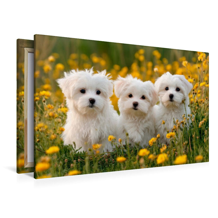 Premium Textil-Leinwand Malteser - Ein Trio zum Verlieben