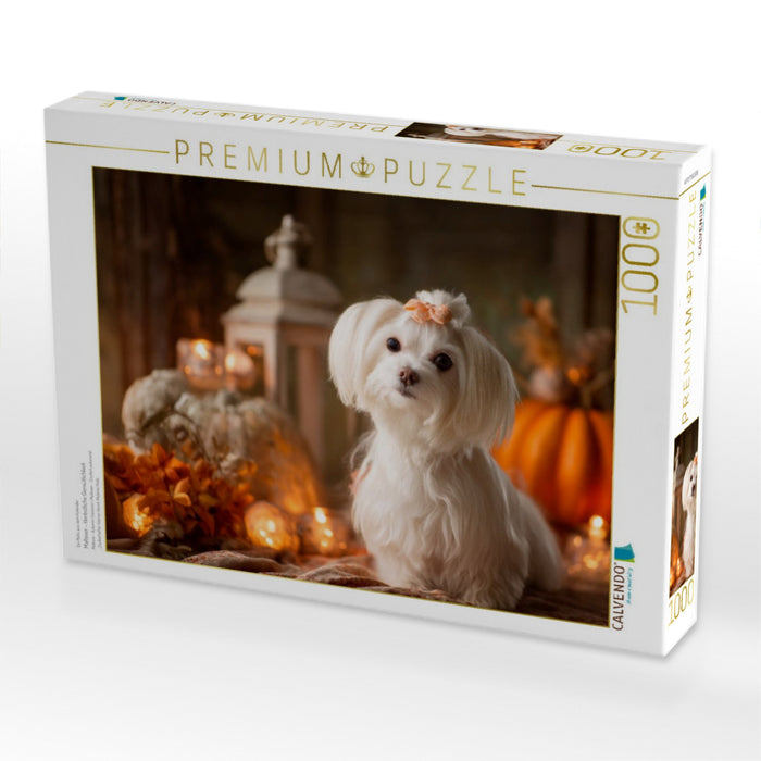 Malteser - Herbstliche Gemütlichkeit - CALVENDO Foto-Puzzle'