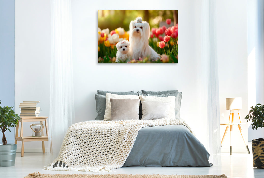 Premium Textil-Leinwand Malteser - Zauberhafter Frühlingsmoment