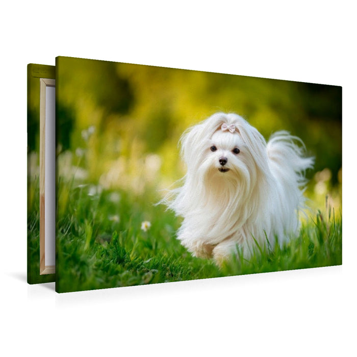Premium Textil-Leinwand Malteser - Zeitlose Eleganz
