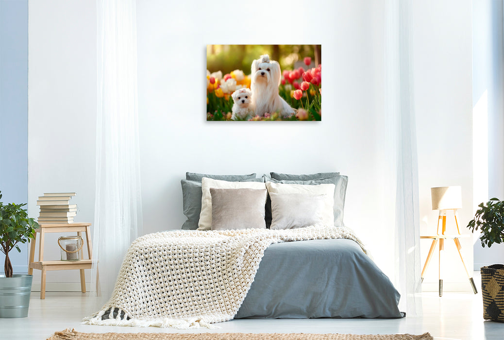 Premium Textil-Leinwand Malteser - Zauberhafter Frühlingsmoment