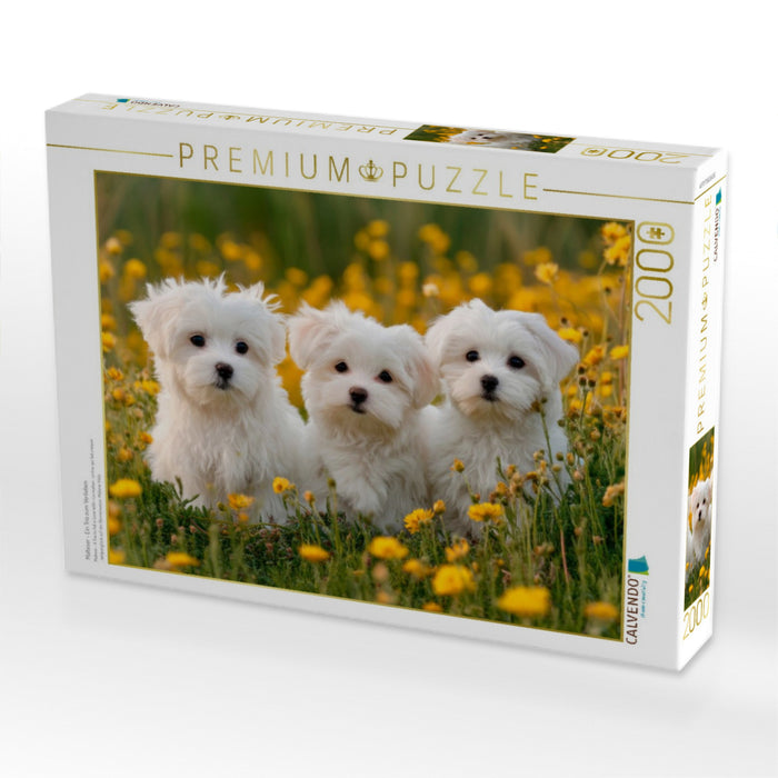 Malteser - Ein Trio zum Verlieben - CALVENDO Foto-Puzzle'