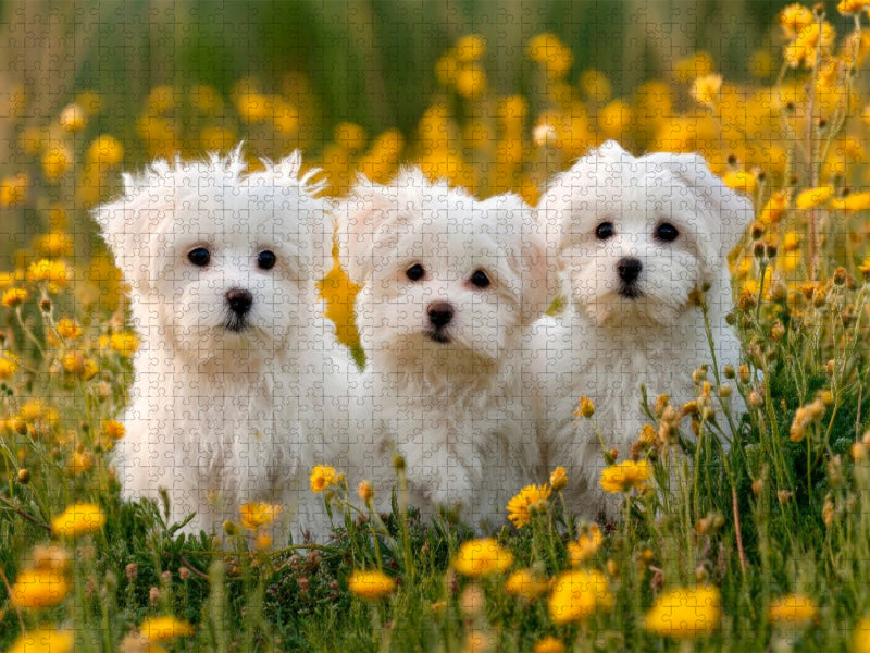 Malteser - Ein Trio zum Verlieben - CALVENDO Foto-Puzzle'
