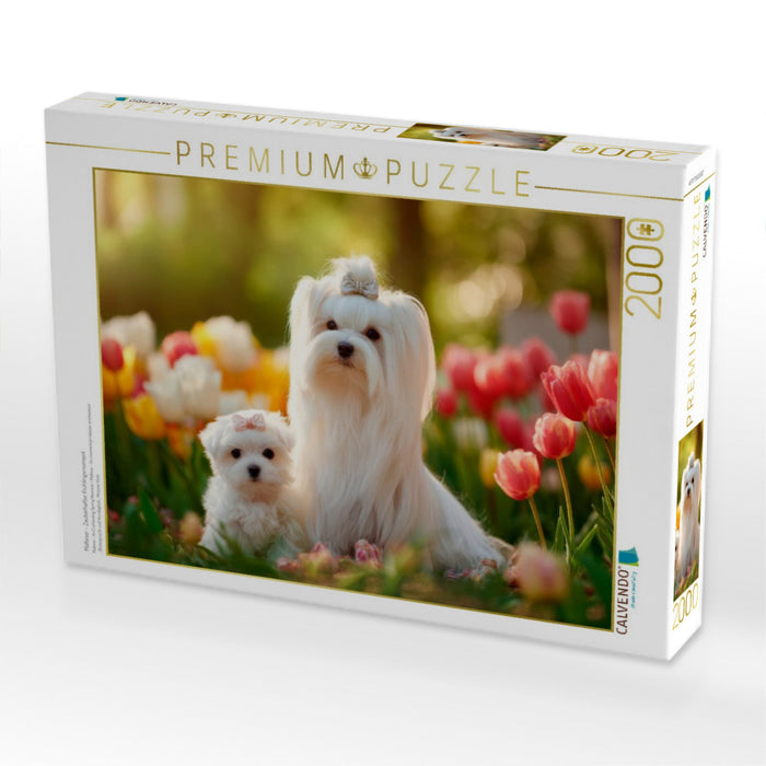 Malteser - Zauberhafter Frühlingsmoment - CALVENDO Foto-Puzzle'