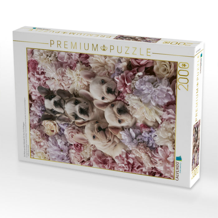 Ein Motiv aus dem Kalender Ein Herz für Buldoggen - CALVENDO Foto-Puzzle'