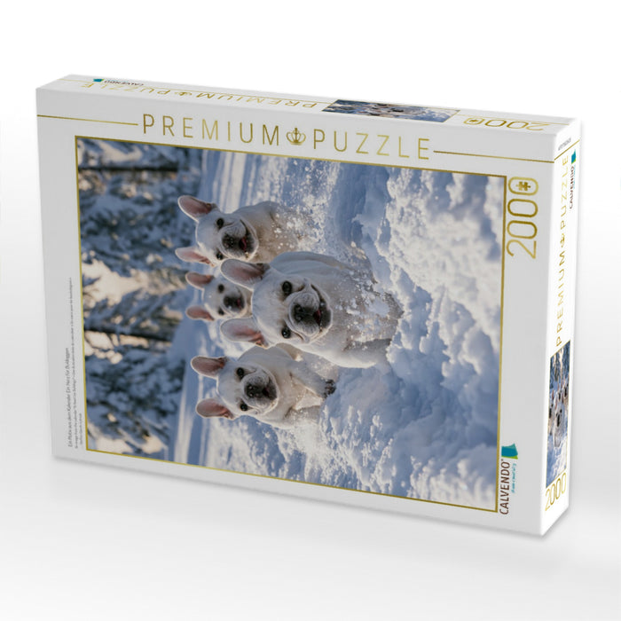 Ein Motiv aus dem Kalender Ein Herz für Buldoggen - CALVENDO Foto-Puzzle'