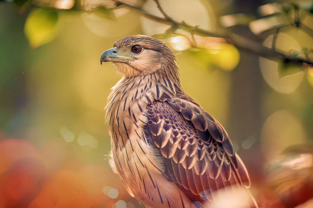 Premium Textil-Leinwand Farbgesichter der Natur, jeder Vogel ein Charakter.