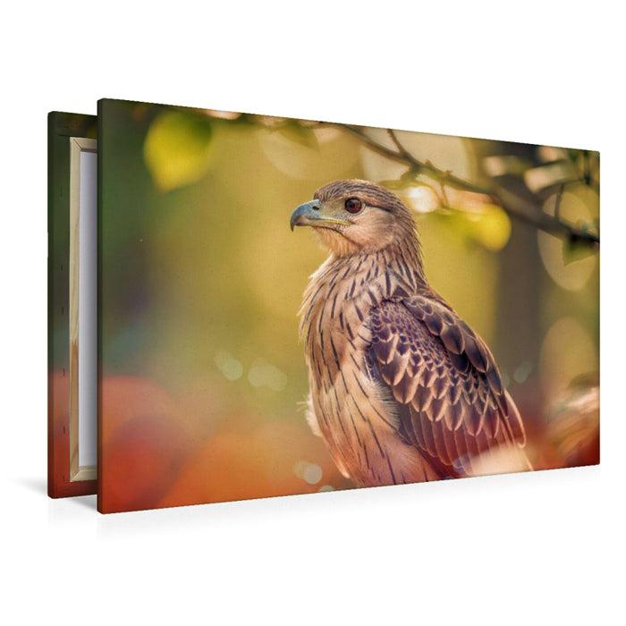 Premium Textil-Leinwand Farbgesichter der Natur, jeder Vogel ein Charakter.