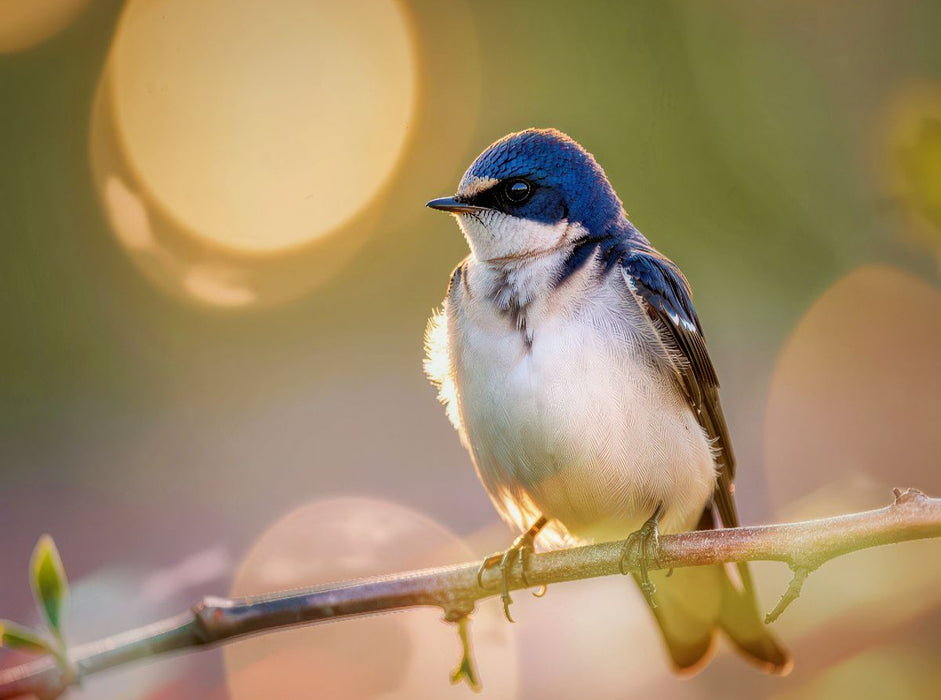 Portrait der Leichtigkeit, Natur, die sich selbst malt. - CALVENDO Foto-Puzzle'