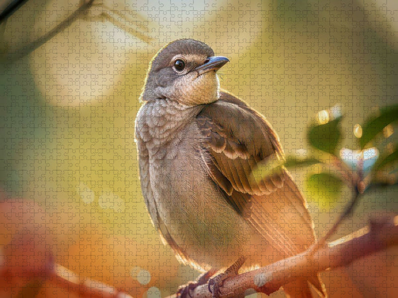 Feder für Feder, ein Portrait, das Nähe schafft. - CALVENDO Foto-Puzzle'