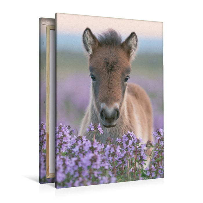 Premium Textil-Leinwand Kleine Hufe, großes Herz