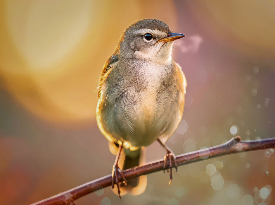 Der kleine Star, ein Blick, der hängen bleibt. - CALVENDO Foto-Puzzle'