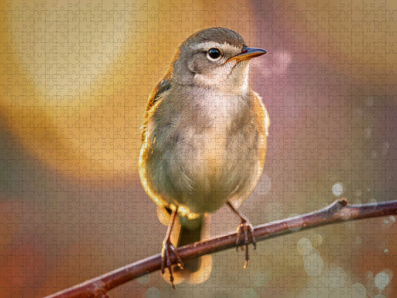 Der kleine Star, ein Blick, der hängen bleibt. - CALVENDO Foto-Puzzle'