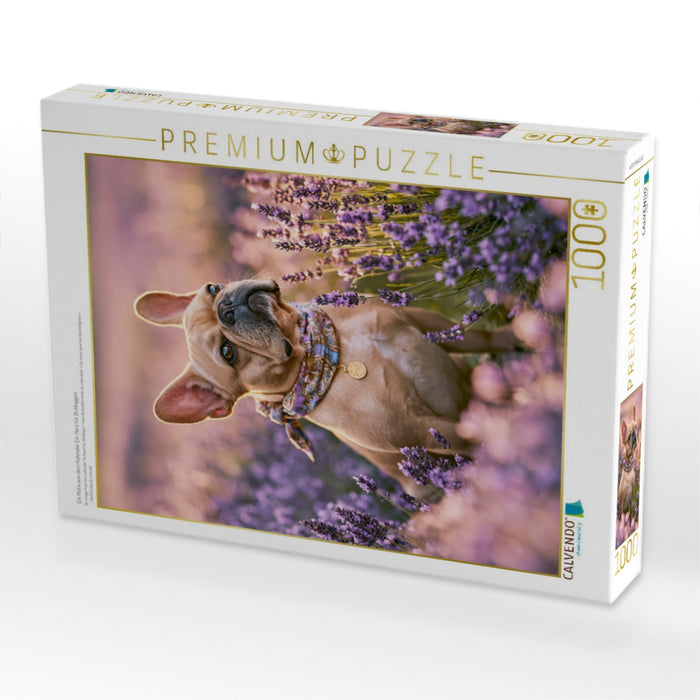 Ein Motiv aus dem Kalender Ein Herz für Buldoggen - CALVENDO Foto-Puzzle'