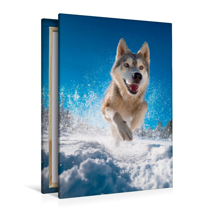 Premium Textil-Leinwand Husky - Winterspaß auf vier Pfoten