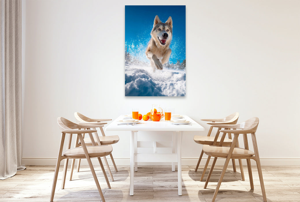 Premium Textil-Leinwand Husky - Winterspaß auf vier Pfoten