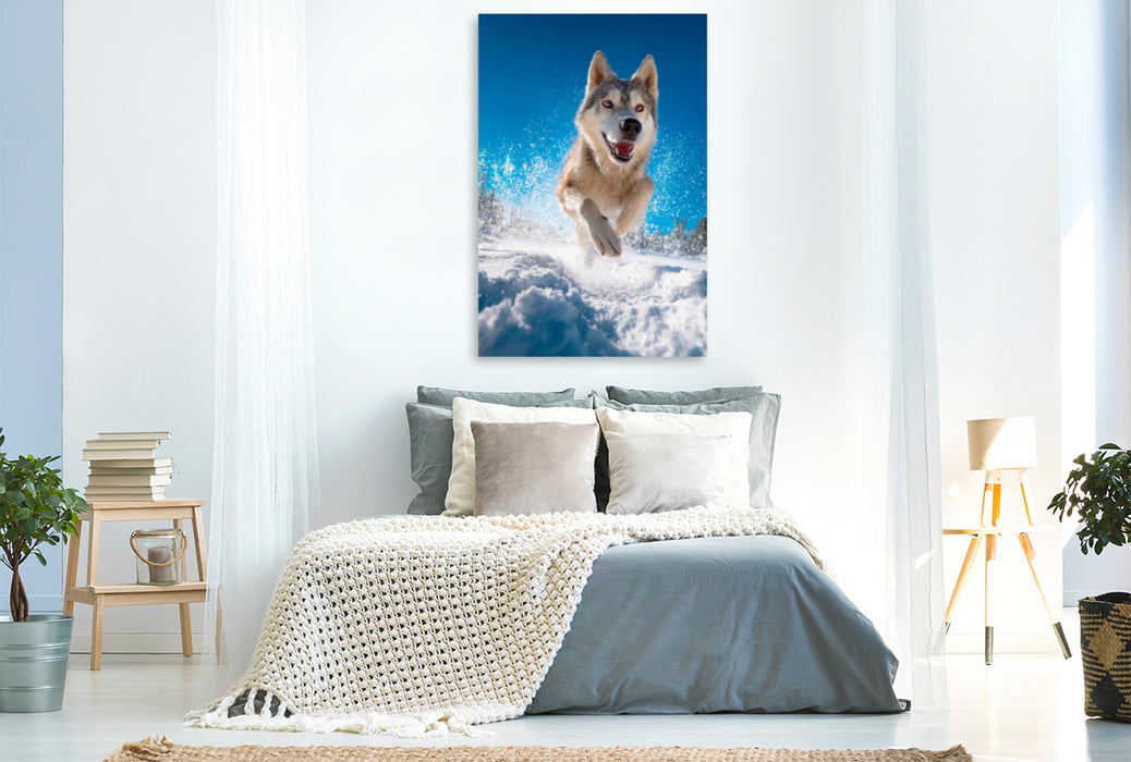 Premium Textil-Leinwand Husky - Winterspaß auf vier Pfoten