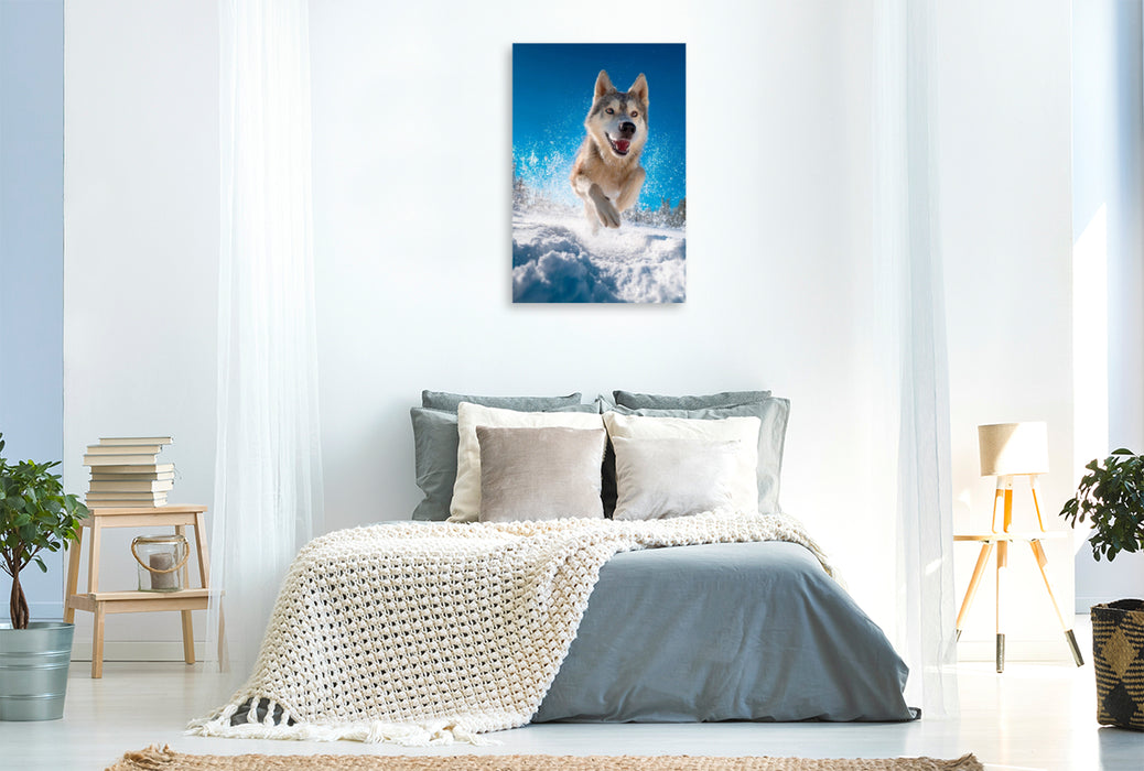 Premium Textil-Leinwand Husky - Winterspaß auf vier Pfoten