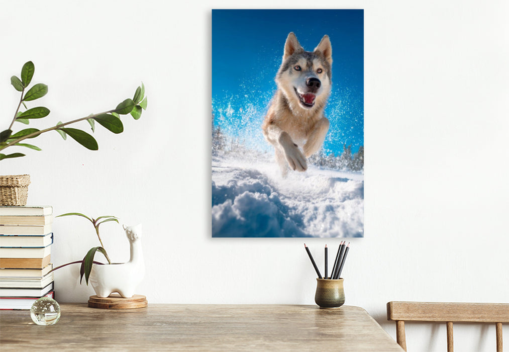 Premium Textil-Leinwand Husky - Winterspaß auf vier Pfoten