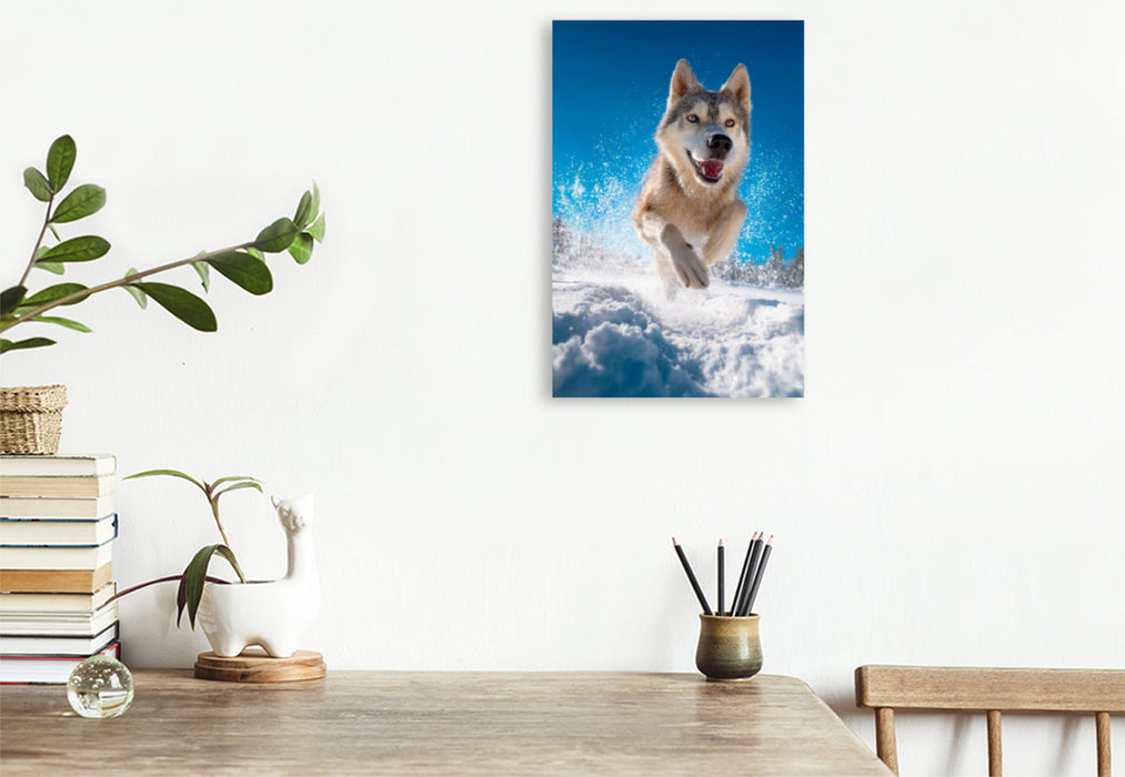 Premium Textil-Leinwand Husky - Winterspaß auf vier Pfoten