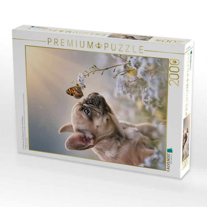 Ein Motiv aus dem Kalender Ein Herz für Buldoggen - CALVENDO Foto-Puzzle'