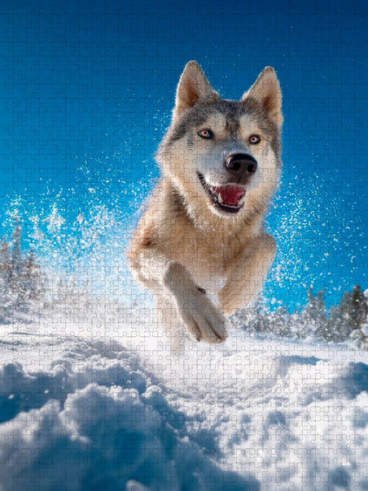 Husky - Winterspaß auf vier Pfoten - CALVENDO Foto-Puzzle'