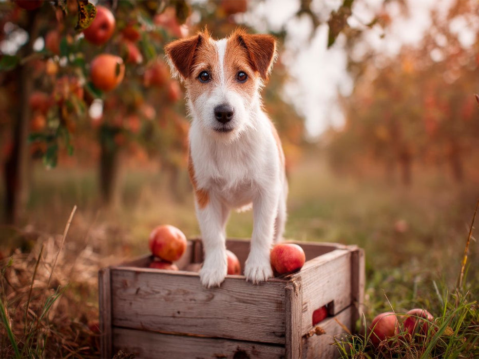 Jack Russell Terrier - Kleiner Erntehelfer - CALVENDO Foto-Puzzle'