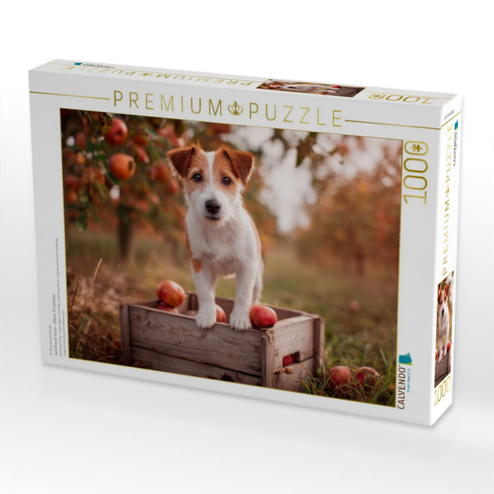 Jack Russell Terrier - Kleiner Erntehelfer - CALVENDO Foto-Puzzle'