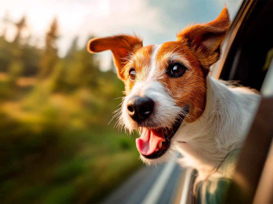Jack Russell Terrier - Reiselust - CALVENDO Foto-Puzzle'