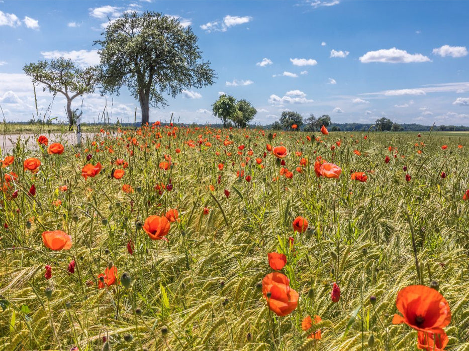 Sommerliches Feld zwischen Creglingen und Rothenburg - CALVENDO Foto-Puzzle'