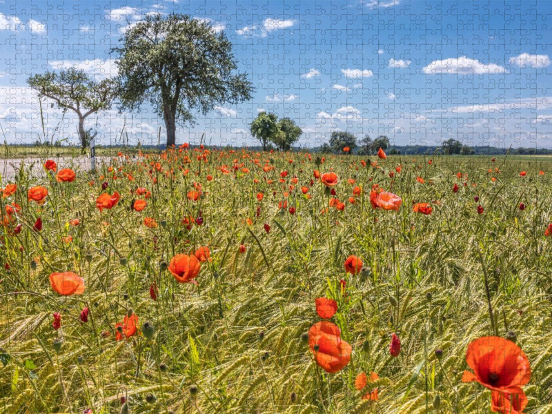Sommerliches Feld zwischen Creglingen und Rothenburg - CALVENDO Foto-Puzzle'