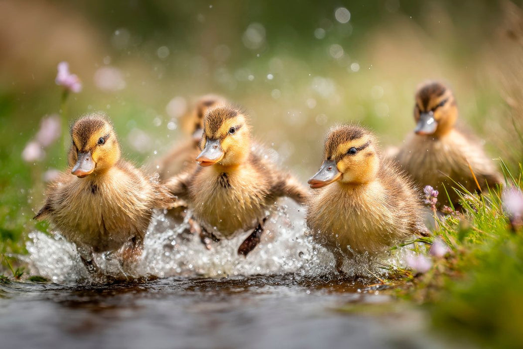 Premium Textil-Leinwand Fröhliche Entenküken im Wasser