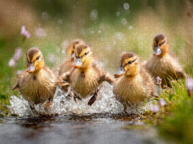 Fröhliche Entenküken im Wasser - CALVENDO Foto-Puzzle'
