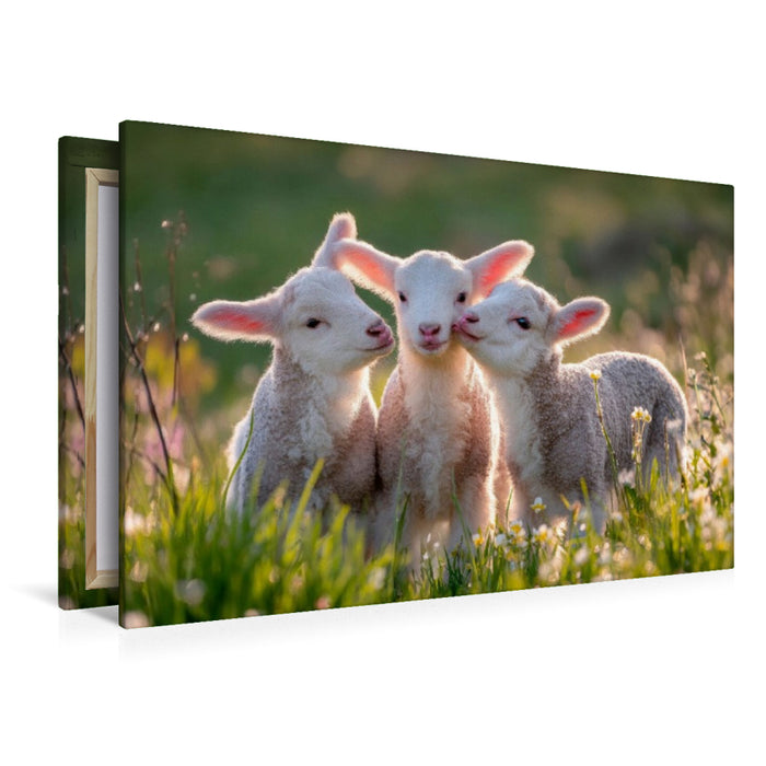 Premium Textil-Leinwand Frühlingszauber mit Lämmern